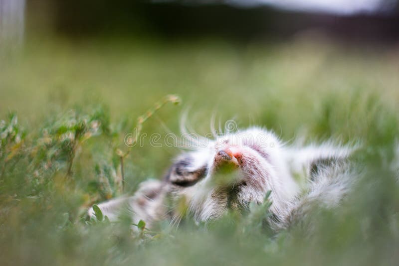 1,775 Kitten's Nose Stock Photos Free & RoyaltyFree Stock Photos