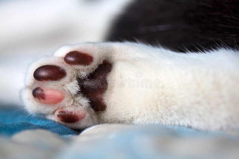 1,381 Black Cat Foot Stock Photos Free & RoyaltyFree Stock Photos from Dreamstime
