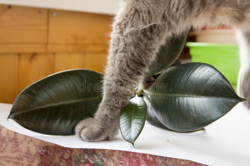 Cat`s Paw Turned Over a Pot of Ficus Plant Stock Image Image of