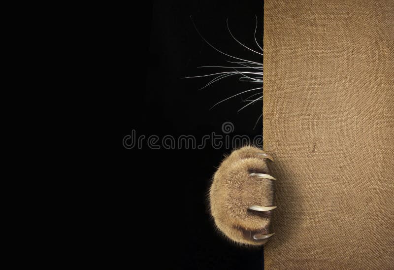 Cat`s paw and whiskers behind the sack