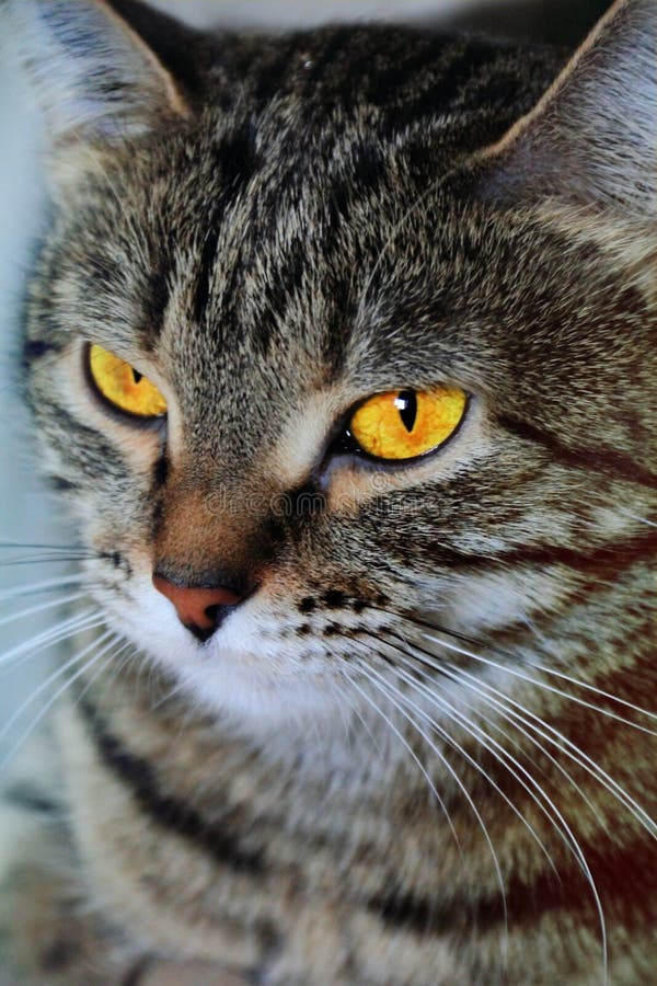 Cat S Portrait with Yellow Eyes Stock Image Image of moustache, close