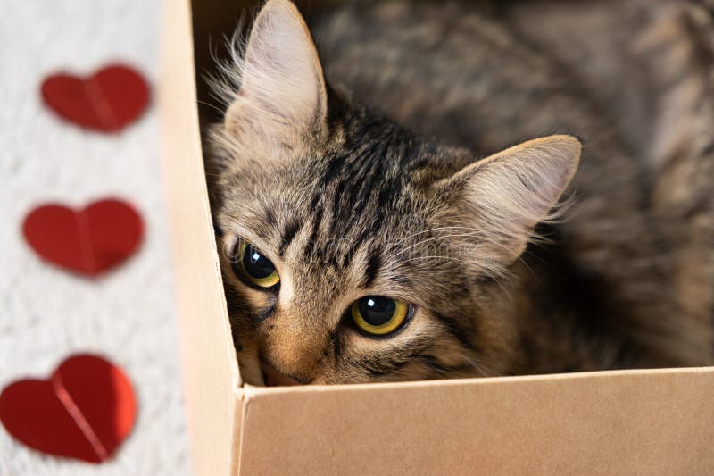 Cat's Valentine's Day, a curious cat peeking out of a cardboard box on Valentine's Day. royalty free stock images