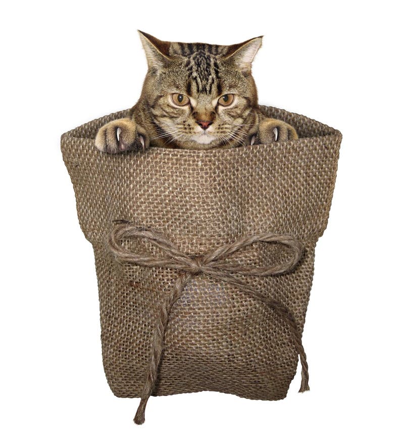 cat sack
