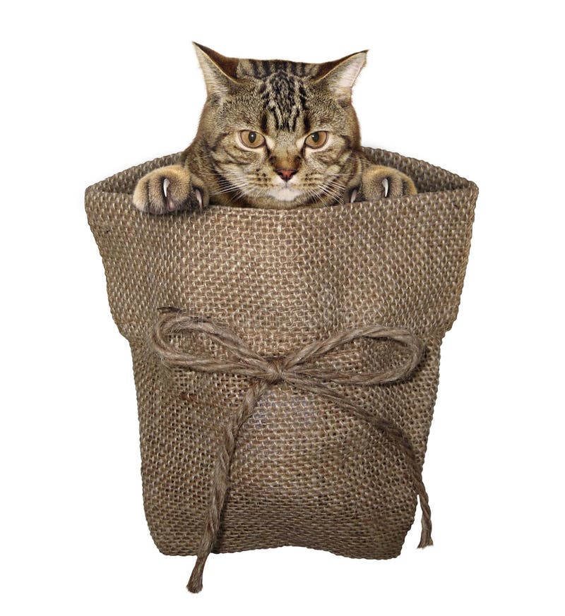 Cat in the sack 2