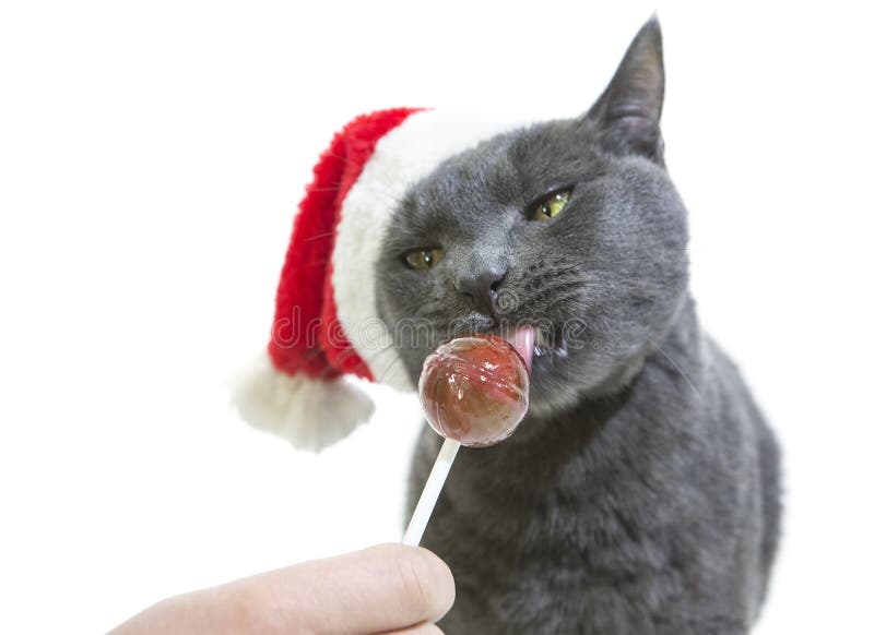 Cat Santa die een lolly likken Grappig Gray Cat Santa - Leuke Christus stock afbeeldingen Cat Santa die een lolly likken Grappig Gray Cat Santa - Leuke Christus stock afbeeldingen