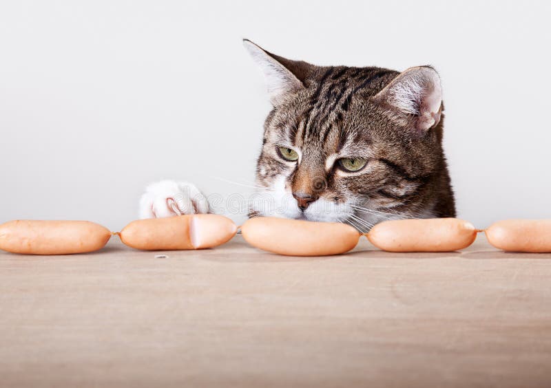 Cat and Sausages stock photo. Image of home, temptation 22729586