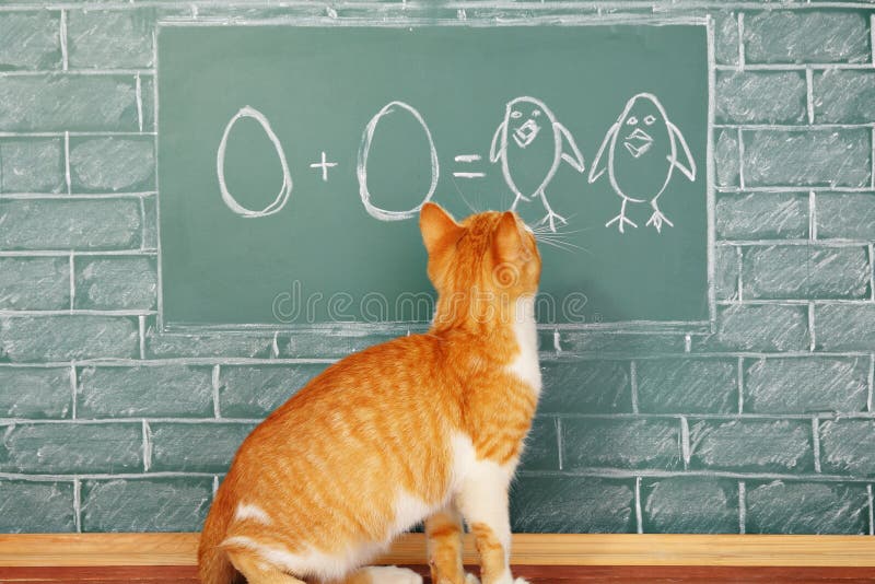  Cat  School  Stock Photo Image 59796956