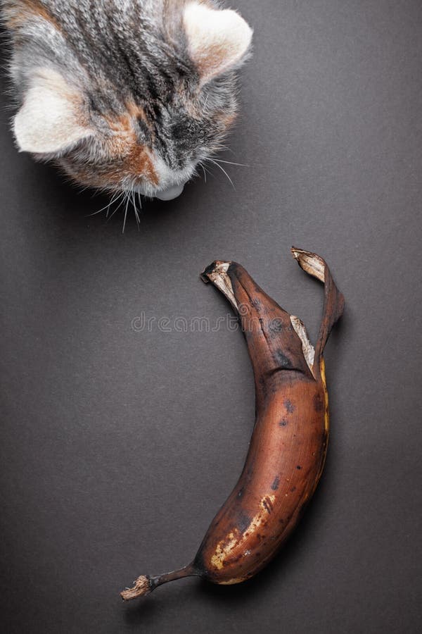 6,290 Banana Cat Royalty-Free Images, Stock Photos & Pictures