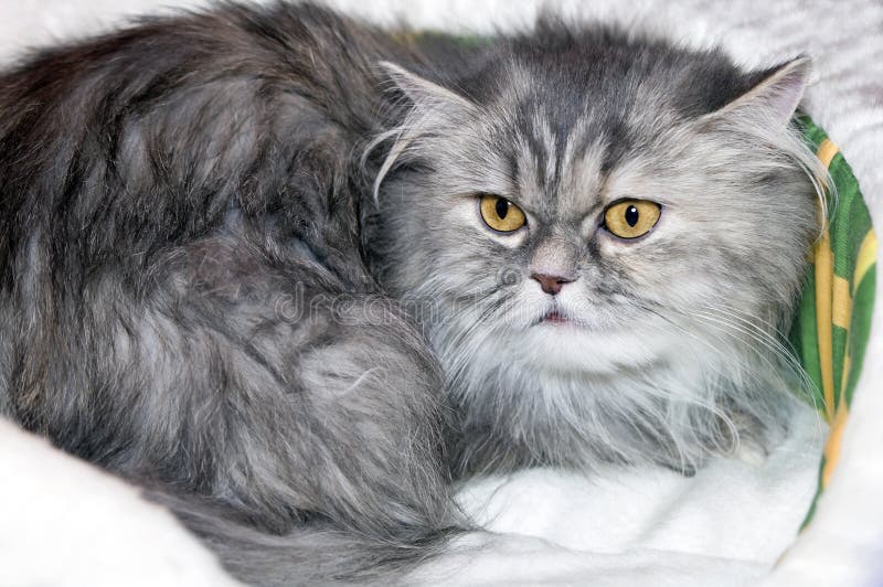 Cat Scottish longhaired stock photo. Image of long, shaggy 19973924