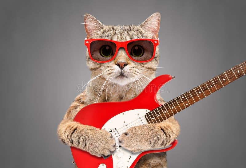 Cat Scottish Straight dans des lunettes de soleil avec la guitare électrique