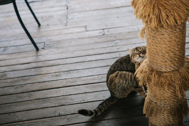 Cat scratches beard wooden floor artificial palm tree