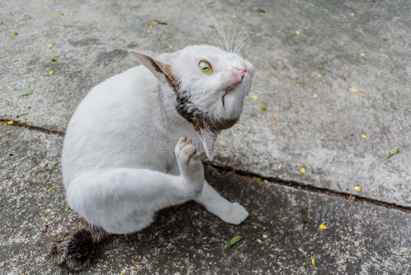 Cat scratching stock photo. Image of pretty, beautiful 88207964