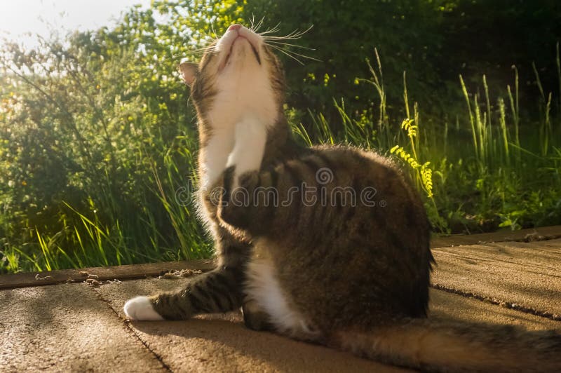Itchy kitty cat scratching stock photo. Image of beautiful 12366022