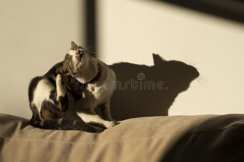 374 Cat Scratch Sofa Stock Photos Free & RoyaltyFree Stock Photos