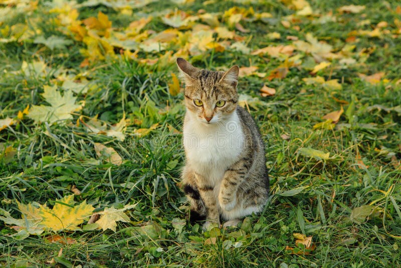 Cat seats on the fallen yellow maple leaves.