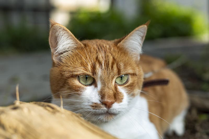 Cat That Sees A Threat Is Preparing For A Jump A Cats Emotions Close