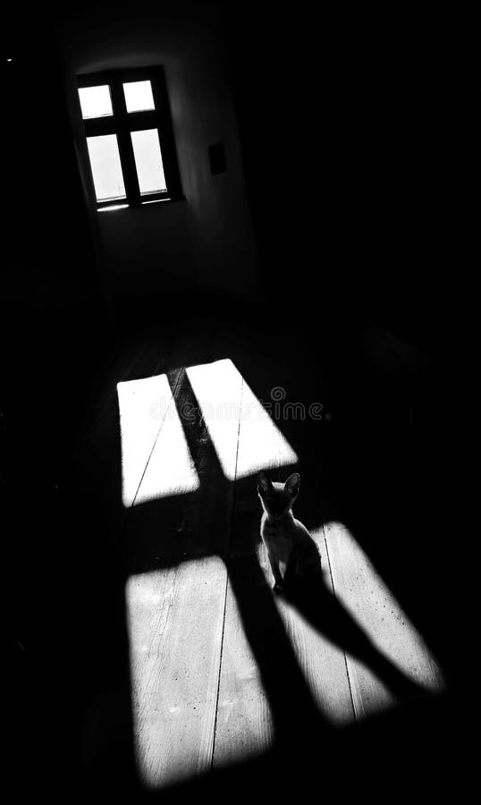 3+ Black cat dark room Free Stock Photos StockFreeImages