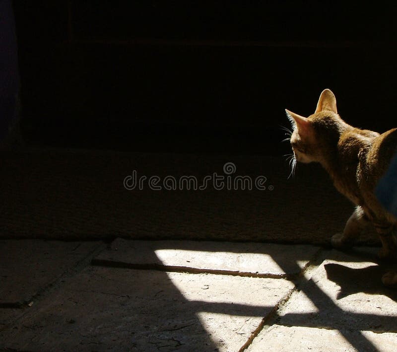 Cat in the shadows