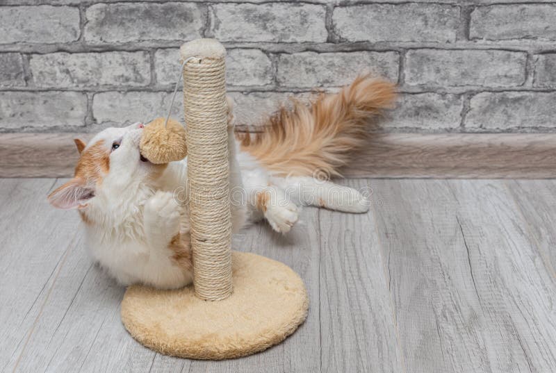 Cat Sharpens Its Claws on a Scratching Post. Stock Image Image of