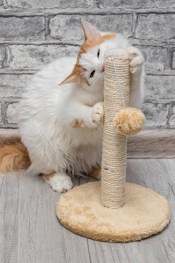 Cat Sharpens Its Claws on a Scratching Post. Stock Image Image of