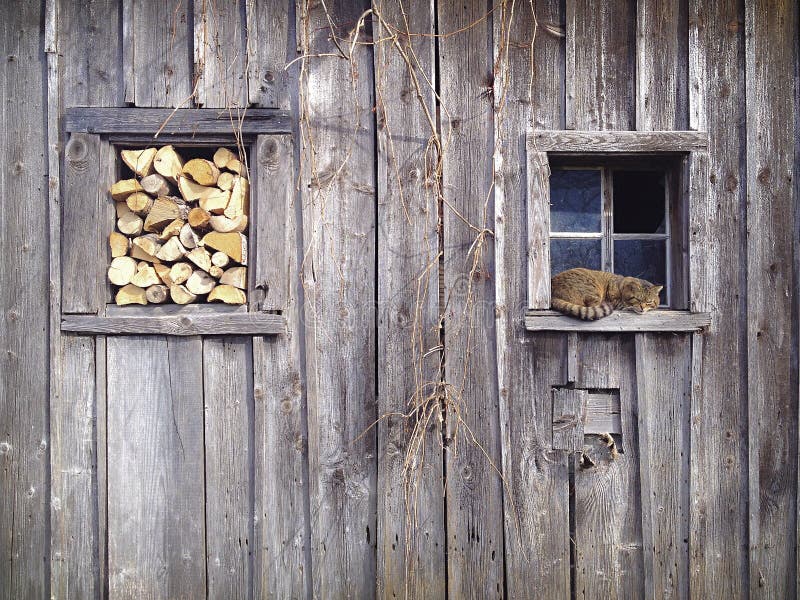 Cat Shed photo stock. Image du catnap, automne, mignon 38747986