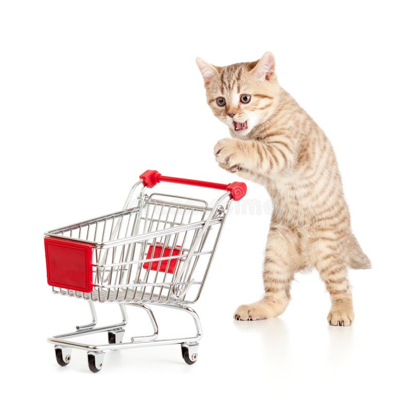 Cat with shopping cart