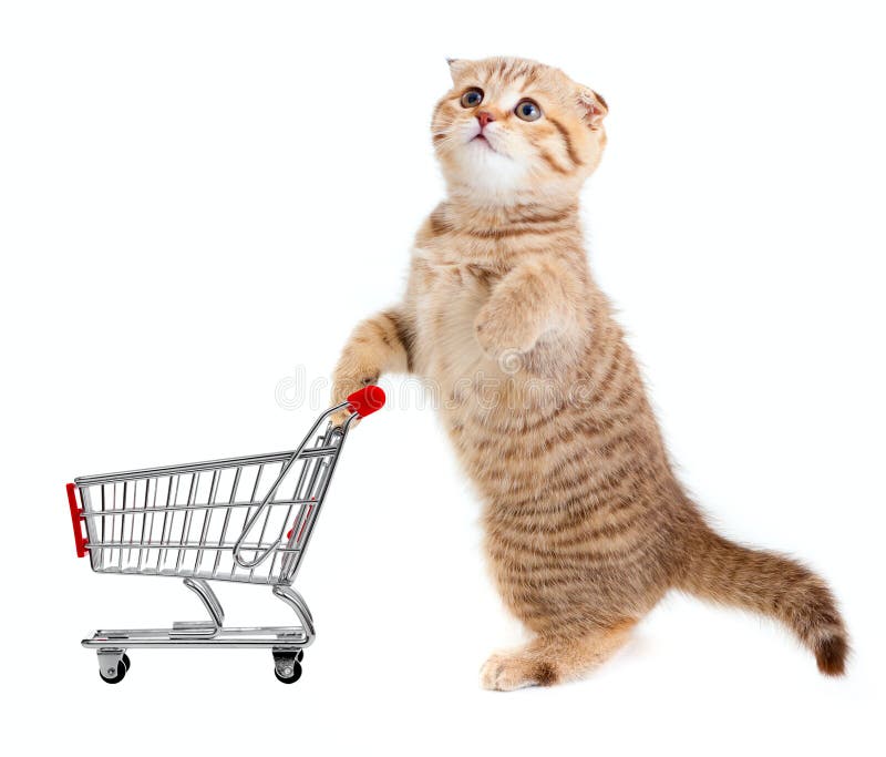 Cat with shopping cart isolated on white