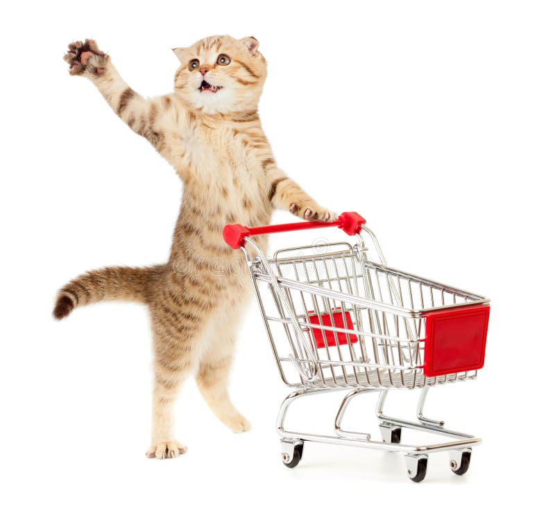 Cat with shopping cart on white