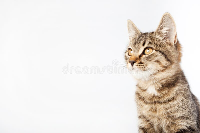 Cat looking sideways up stock image. Image of shorthair 40457061