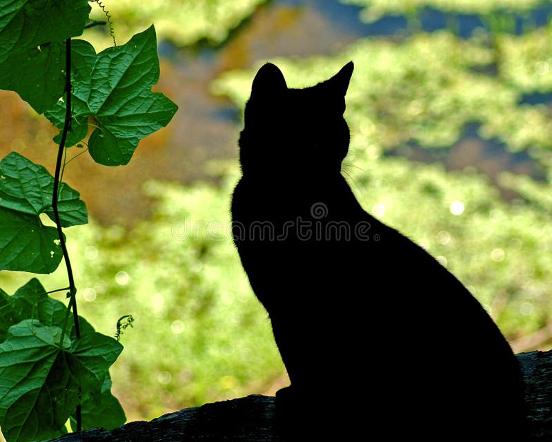 Cat Silhouette