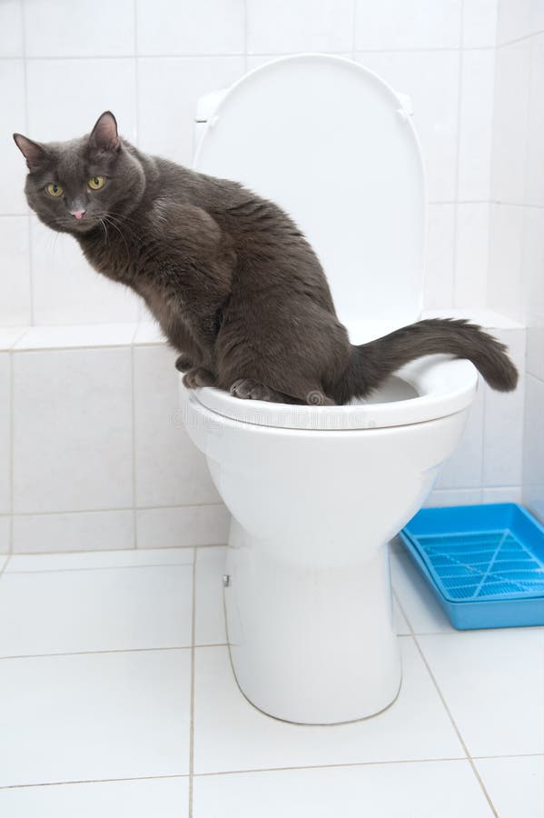 Don't flush cat feces down the toilet