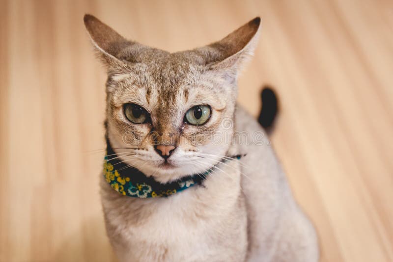 Cat sit on the floor stock image. Image of kitten, color 67627665