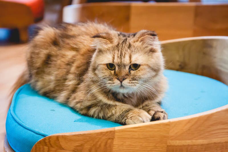 167 Cat Sit Sofa Bed Stock Photos Free & RoyaltyFree Stock Photos