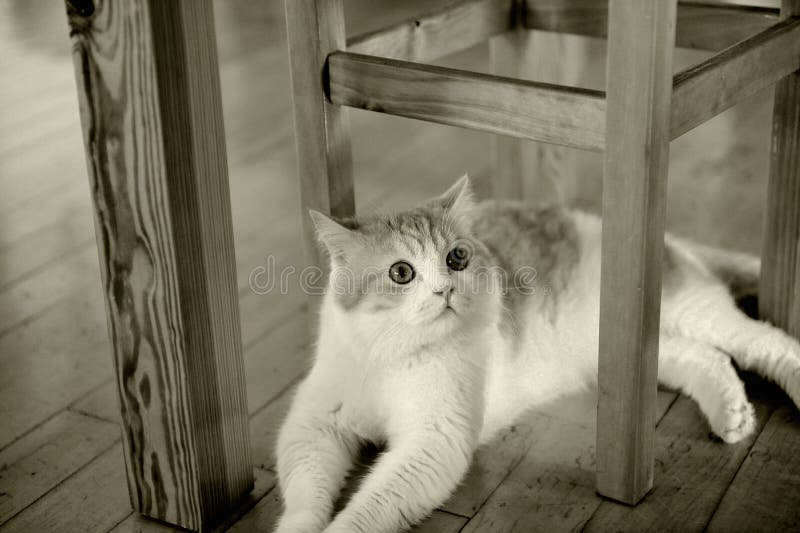 Cat sit under chair