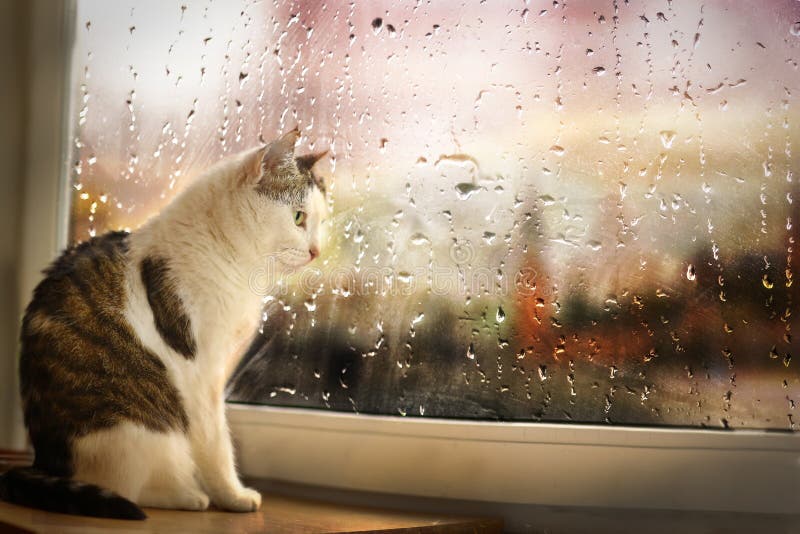 Mail gatto sedersi sul davanzale guarda strade piovose anche se la finestra coperto con pioggia che cade.