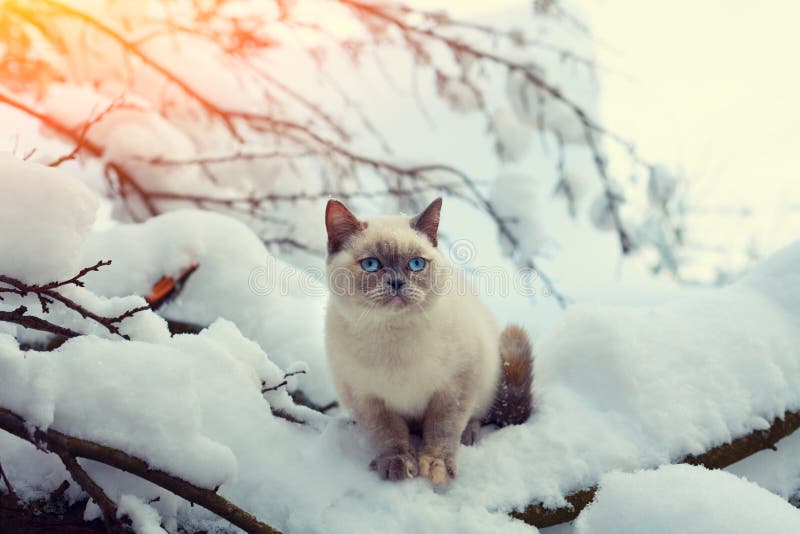 Cat siting in winter forest