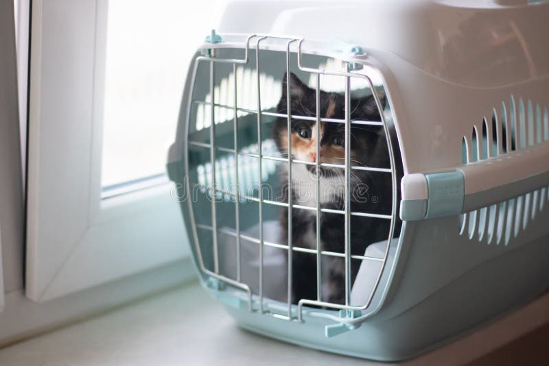 The cat sits in a carrier for animals . A pet. Transportation of animals. Little kitten