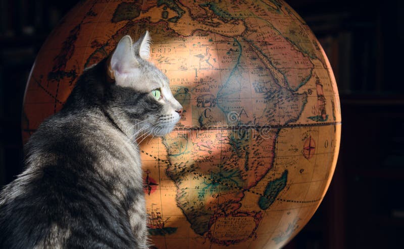 cat globe muzzle cat globe muzzle