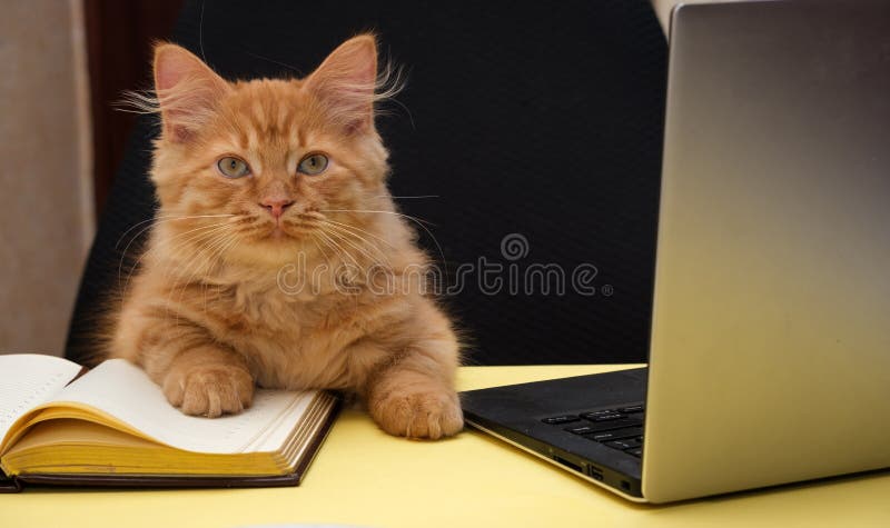 Funny Business Concept - Cat Pen and Blank Notepad Stock Image - Image of  look, adorable: 7571157