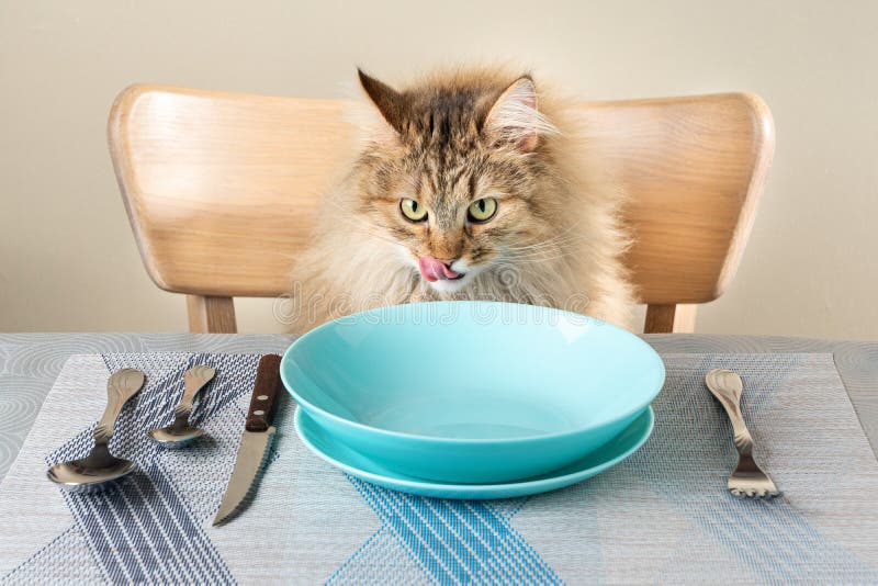 The Cat Sits at a Table Set for Dinner, Waiting for a Meal and Licks