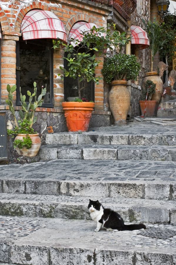 Cat sitting on alley steps