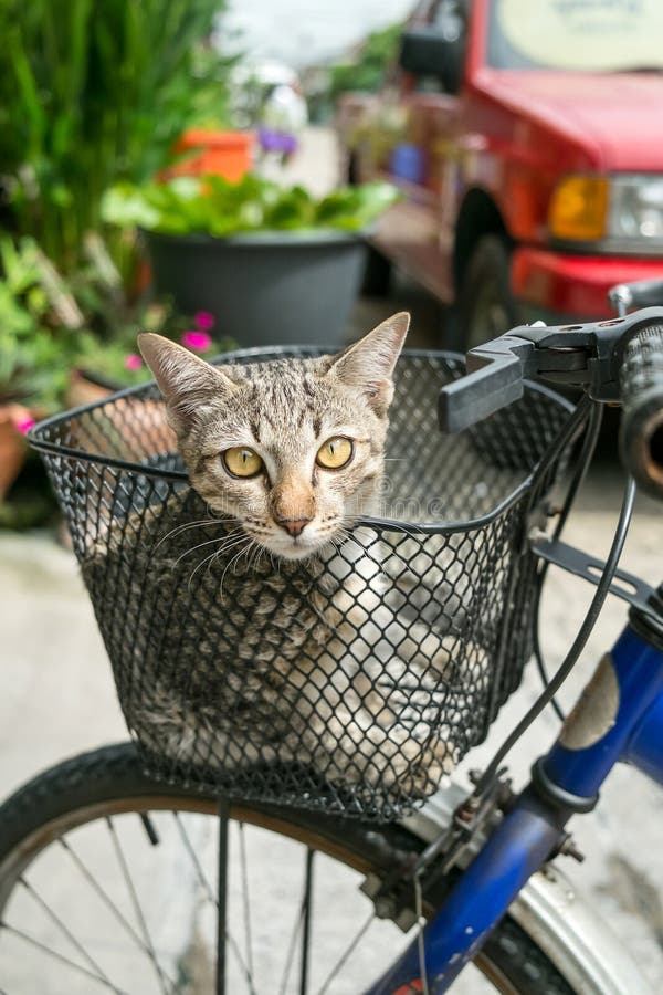 105 Cat Bike Basket Stock Photos Free & RoyaltyFree Stock Photos from Dreamstime