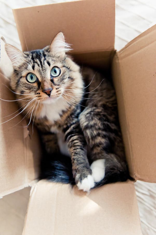 Cat sitting in a box