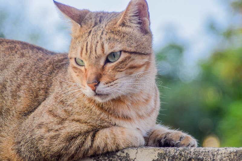 A cat sitting on a brick fence, looking at the distance in the afternoon