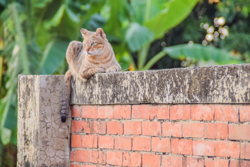 A cat sitting on a brick fence, looking at the distance in the afternoon