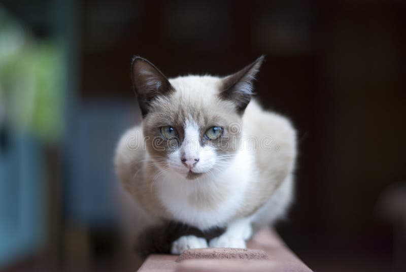 204 Cat Sitting Doorway Photos Free & RoyaltyFree Stock Photos from