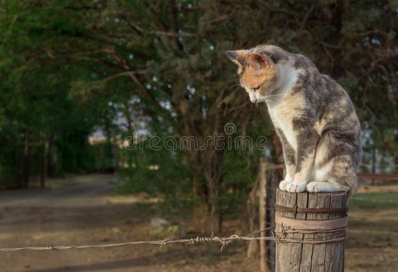 Beautiful Calico Cat In High Grass Stock Photo Image of high, bright
