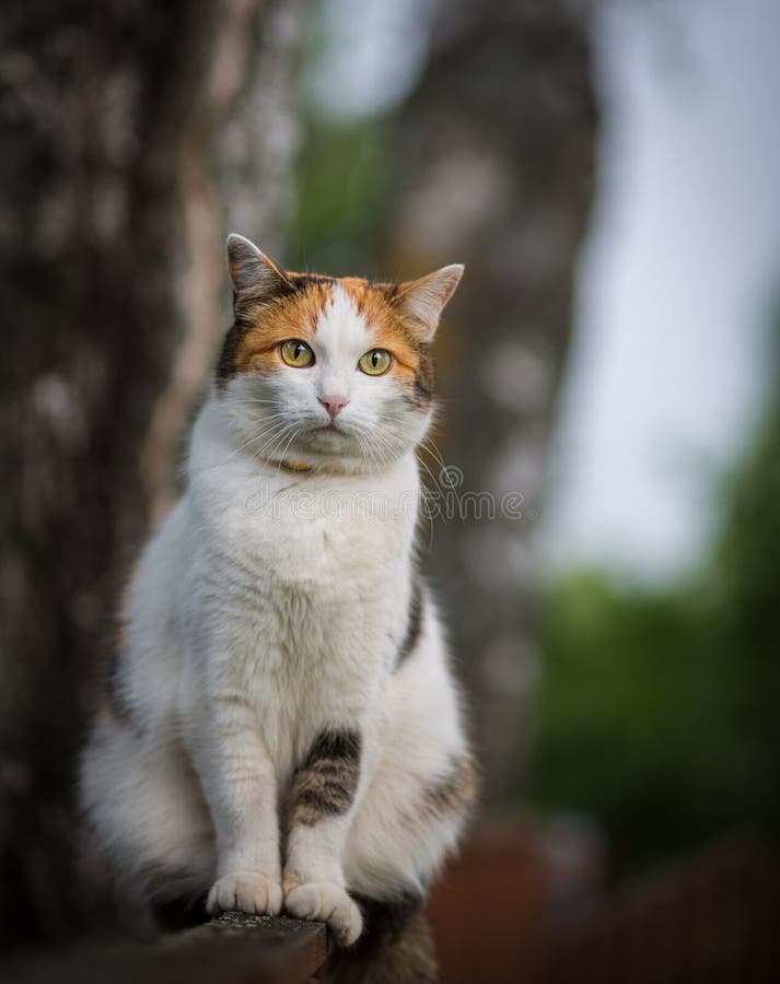 Cat sitting on a fence