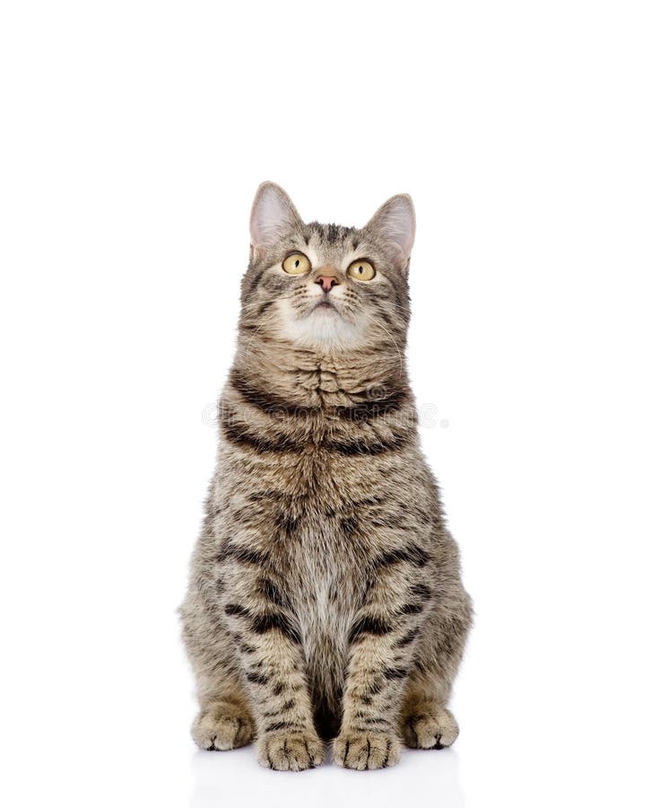 cat sitting in front and looking up. isolated on white background