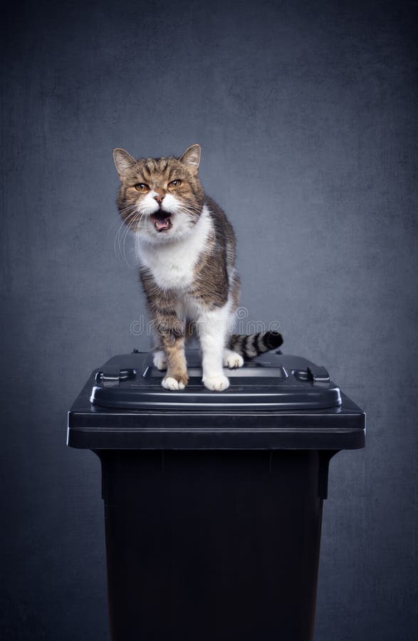 Cat Sitting on Garbage Can Concept for Mineral Cat Litter Waste Stock